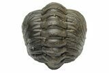 Wide, Enrolled Austerops Trilobite - Morocco #224095-2